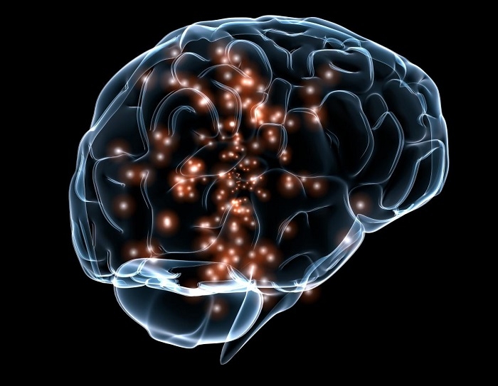 2-brain - мозок