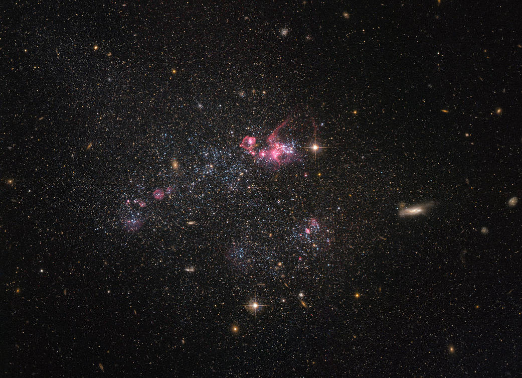 Despite being less famous than their elliptical and spiral galactic cousins, irregular dwarf galaxies, such as the one captured in this NASA/ESA Hubble Space Telescope image, are actually one of the most common types of galaxy in the Universe. Known as UGC 4459, this dwarf galaxy is located approximately 11 million light-years away in the constellation of Ursa Major (The Great Bear), a constellation that is also home to the Pinwheel Galaxy (M101), the Owl Nebula (M97), Messier 81, Messier 82 and several other galaxies all part of the M81 group. UGC 4459’s diffused and disorganised appearance is characteristic of an irregular dwarf galaxy. Lacking a distinctive structure or shape, irregular dwarf galaxies are often chaotic in appearance, with neither a nuclear bulge — a huge, tightly packed central group of stars — nor any trace of spiral arms — regions of stars extending from the centre of the galaxy. Astronomers suspect that some irregular dwarf galaxies were once spiral or elliptical galaxies, but were later deformed by the gravitational pull of nearby objects. Rich with young blue stars and older red stars, UGC 4459 has a stellar population of several billion. Though seemingly impressive, this is small when compared to the 200 to 400 billion stars in the Milky Way! Observations with Hubble have shown that because of their low masses, star formation is very low compared to larger galaxies. Only very little of their original gas has been turned into stars. Thus, these small galaxies are interesting to study to better understand primordial environments and the star formation process.