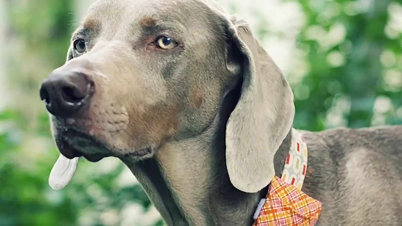 5 неочевидних аксесуарів, які полегшать життя собакам та їх власникам